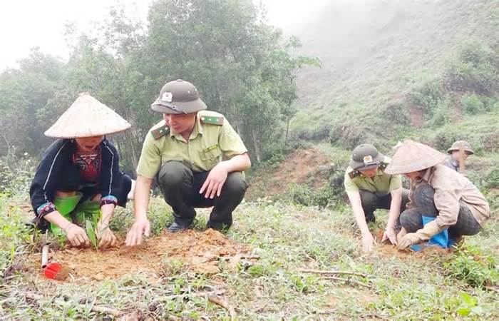 Tuyên Quang: Mưa xuống rừng trồng tăng vọt