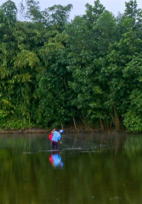 Mùa cá ruộng ở Hậu Giang