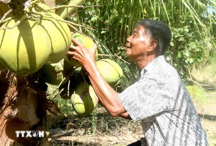 Dừa sáp Trà Vinh trong hành trình 100 năm hình thành và phát triển