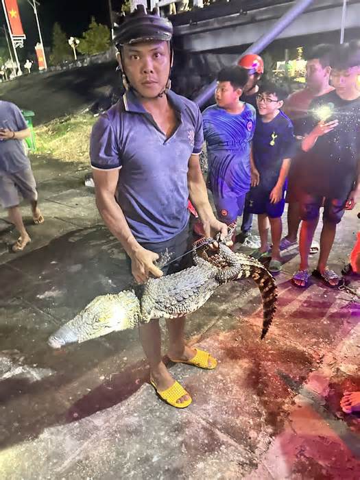 Bạc Liêu: Bắt được cá sấu nặng 14kg trên kênh Phụng Hiệp