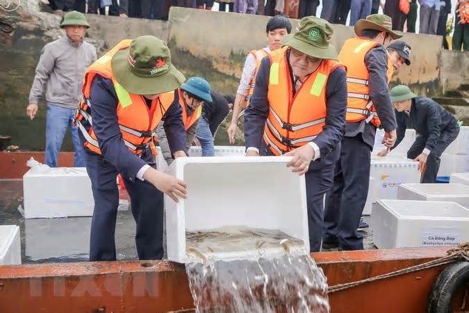 Nam Định thả 1 triệu con cá giống để tái tạo nguồn thủy sản