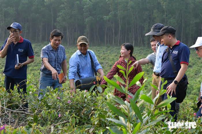 Dân phản ánh rừng tràm gây mất nước