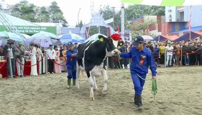 Nông dân Mộc Châu nô nức chuẩn bị Hội thi hoa hậu bò sữa
