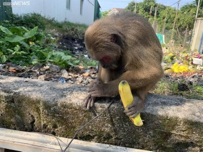 Phát hiện khỉ mặt đỏ quý hiếm đi lạc vào khu dân cư ở Thừa Thiên - Huế