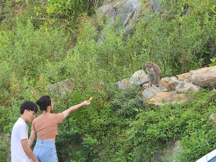 Đà Nẵng gặp khó khi nhắc nhở khách không cho khỉ ăn