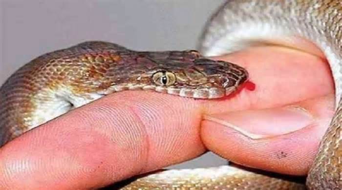 Nhiều người ở Gia Lai bị rắn cắn phải nhập viện