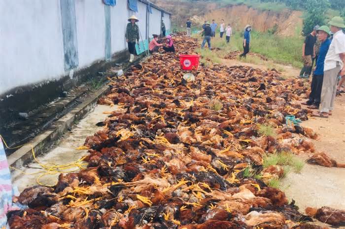 Một trang trại bị chết 8.000 con gà sau sự cố điện, huy động hàng trăm người đến thịt gà