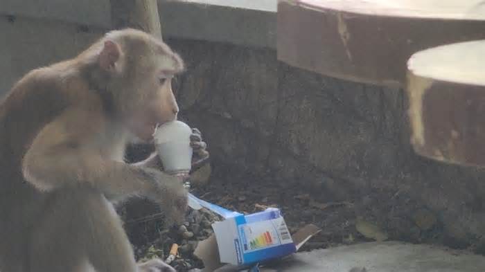 Khỉ cắn người ở TP HCM