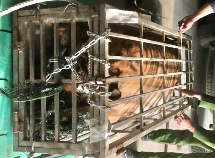 Bắt kẻ vận chuyển con hổ nặng 200kg ở Quảng Trị