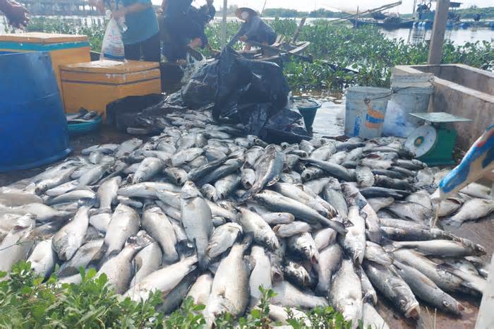Cá chết hàng loạt trong lồng bè, người nuôi thiệt hại nặng