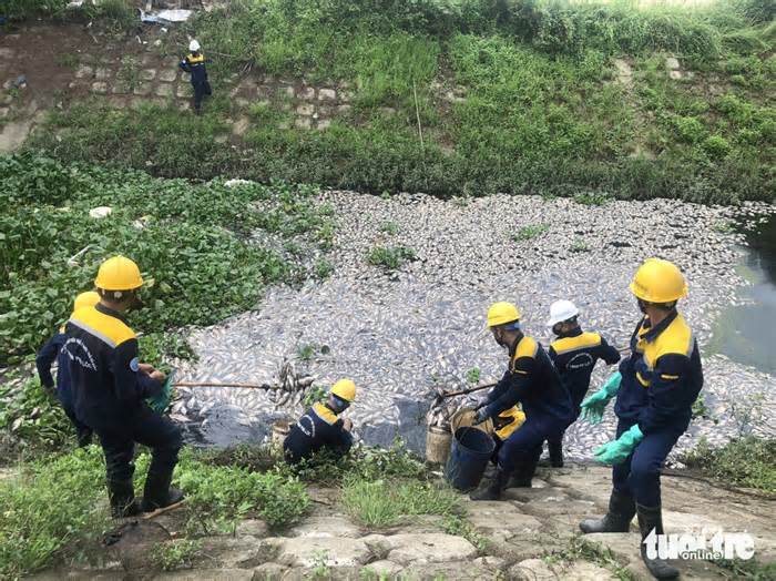 Cá chết nổi trắng hồ, bốc mùi hôi thối cả tuyến đường ở Đà Nẵng