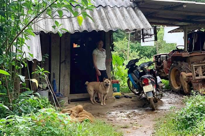 Chó bản địa đẹp nhất Việt Nam sắp đi thi quốc tế