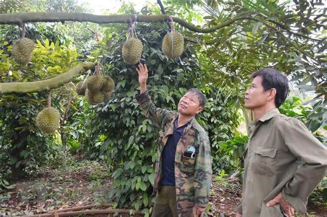 Giá sầu riêng đầu vụ tăng cao, nông dân Đắk Lắk vừa mừng vừa lo