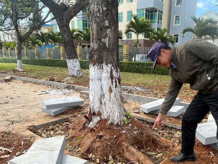 Chặt rễ cây khi lát vỉa hè: Cty Hoàng Phương Gia Lai bị đề nghị phạt 40 triệu