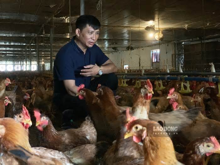 Trang trại gà không mùi của nông dân xuất sắc năm 2022 ở Thái Bình
