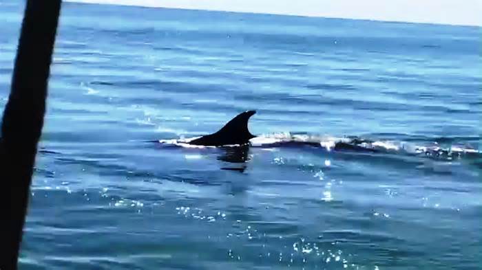 Cá voi bất ngờ xuất hiện gần bờ biển TT-Huế