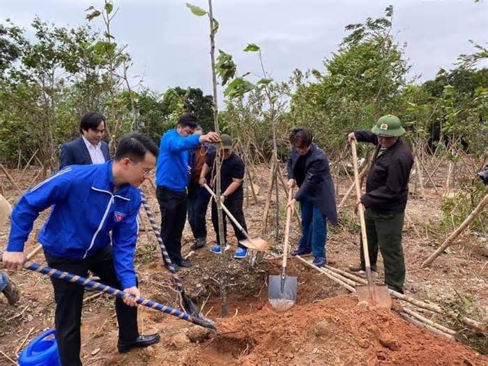 Dự án trồng cây của ca sĩ Hà Anh Tuấn tại Đà Nẵng sinh trưởng kém, chết khô