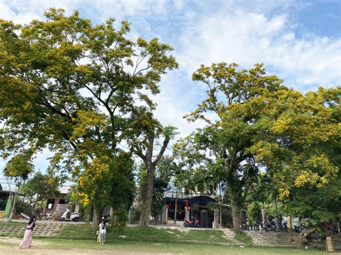 9 cây giáng hương ở làng Hương Trà được công nhận cây di sản