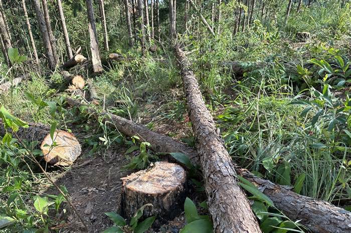 UBND tỉnh Lâm Đồng chỉ đạo xử nghiêm vụ phá rừng thông ba lá