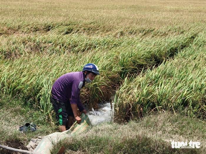 Giám đốc HTX ở Hà Nội ký xác nhận ông Lê Minh Hoàng biết cầu nguyện cho lúa bớt đổ, huyện nói gì?