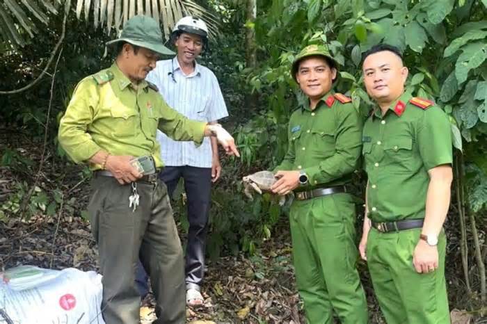 Phát hiện rùa quý hiếm khi làm vườn, người dân giao nộp công an