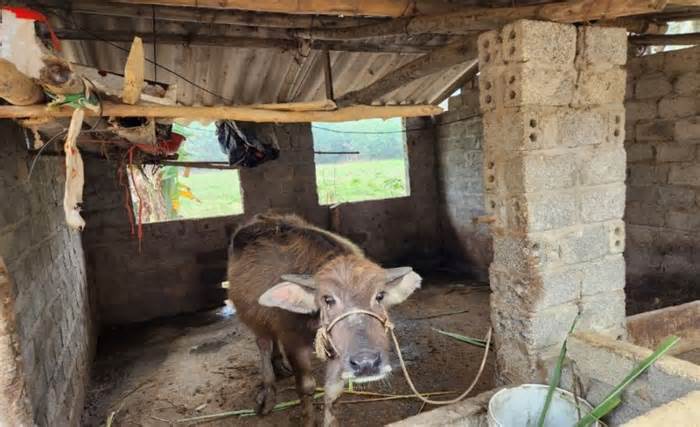 Trâu, bò giống hỗ trợ hộ nghèo 'chui thẳng' vào nhà bí thư, trưởng thôn