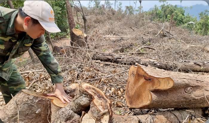 Vụ phá rừng nghiêm trọng ở Quảng Trị: Kỷ luật Trưởng Trạm Kiểm lâm khu vực Đakrông
