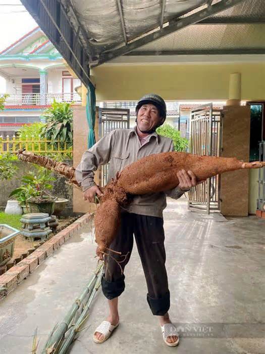 Lão nông Hà Tĩnh đào được củ sắn 'khủng' chưa từng có, dài hơn 1m, nặng 25kg