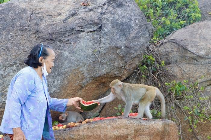 Đàn khỉ quý hiếm được cụ bà nuôi trên đảo được đưa về Vườn quốc gia Kon Ka Kinh