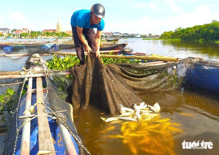 Cá nuôi lồng bè của hàng chục hộ dân bất ngờ chết hàng loạt