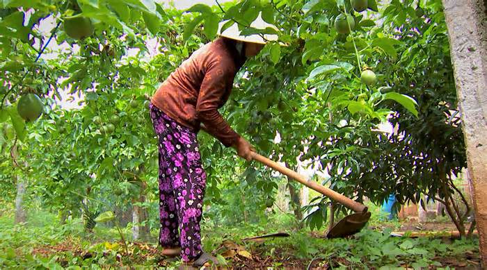 Giúp người nông dân ở Tây Nguyên giải quyết bệnh hại ở cây trồng chủ lực