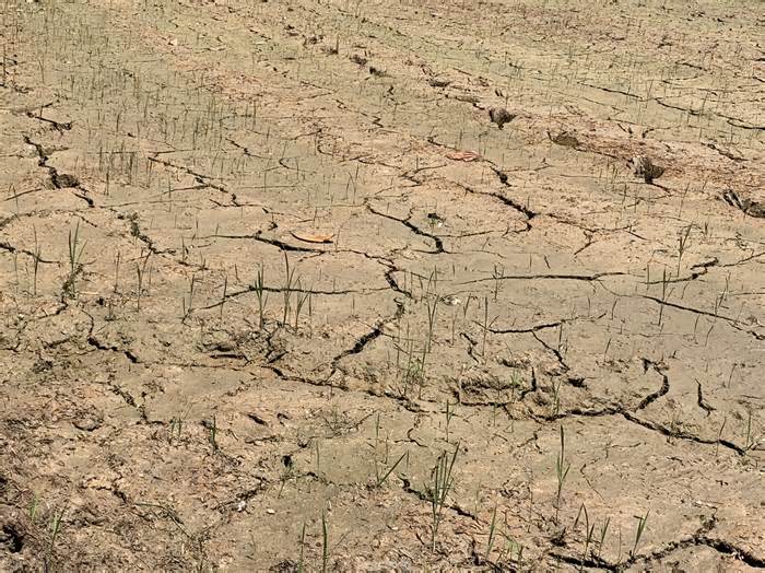 Nông dân Đà Nẵng khốn khổ vì nước nhiễm mặn khiến nhiều ruộng lúa chết khô