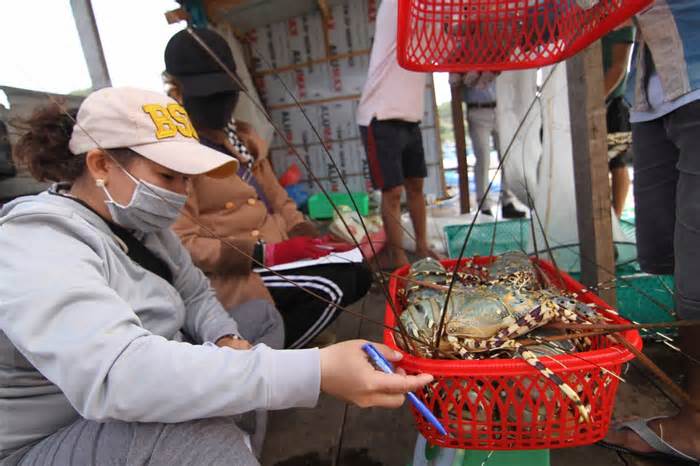 Tôm hùm bông rớt giá, thủ phủ vùng nuôi ở Khánh Hòa điêu đứng