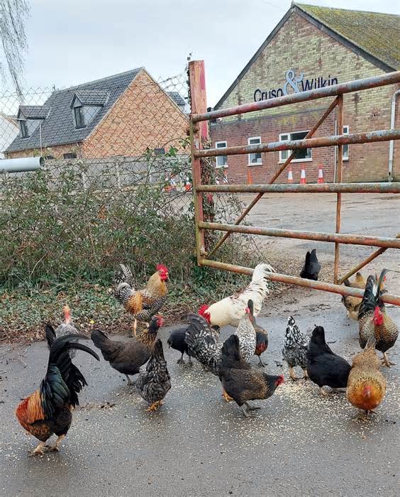 100 con gà hoang làm đảo lộn ngôi làng ở Anh