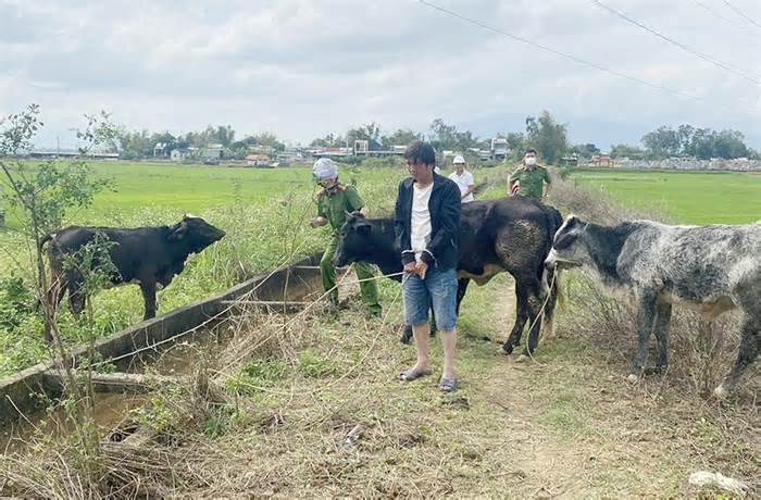 Thuê xe tải ăn trộm bảy con bò