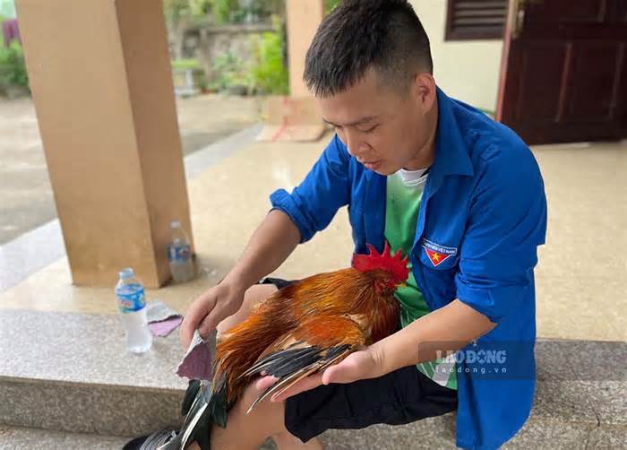 Cơ sở chăn nuôi huyện Tiên Yên tuyển chọn gà đi thi hoa hậu