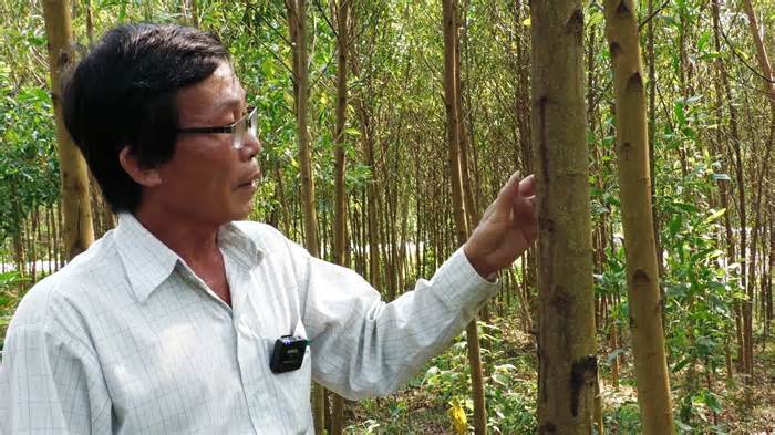Hơn 8.000ha cây “xóa nghèo” ở Quảng Ngãi bị chết do nhiễm nấm