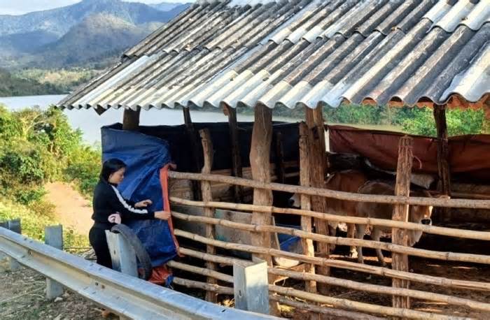 Người dân miền núi Thanh Hóa đốt lửa sưởi ấm cho gia súc, tránh bị chết rét