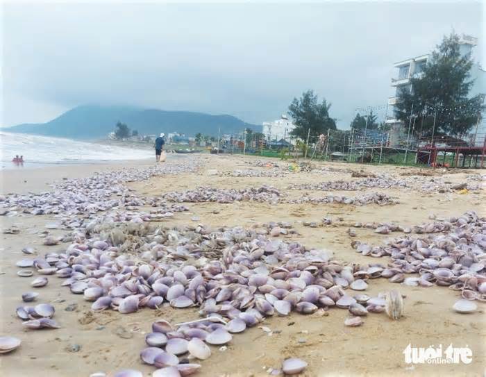 Ngao tím dạt vào bờ dày đặc, người dân đua nhau vớt 'lộc biển' đem bán