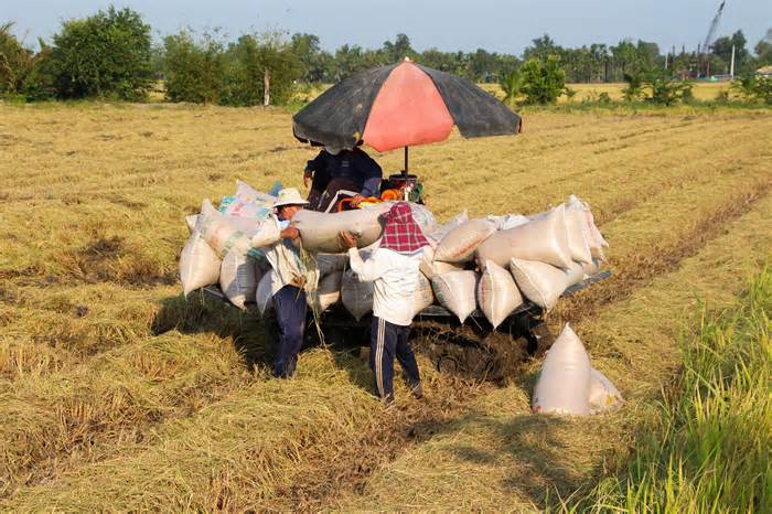 Nông sản tuần qua: Giá gạo xuất khẩu rời mức cao nhất trong 2 năm
