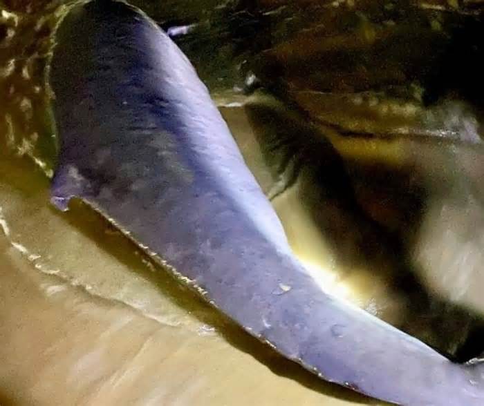 Bình Định: Nỗ lực cứu hộ cá voi bị thương nặng mắc cạn