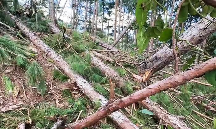 Mở rộng điều tra vụ đốn hạ 143 cây thông để chiếm đất ở Lâm Đồng