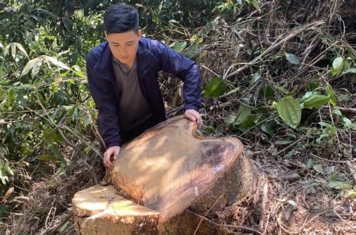 Truy tìm những kẻ tham gia vào vụ phá rừng quy mô lớn ở Thừa Thiên - Huế