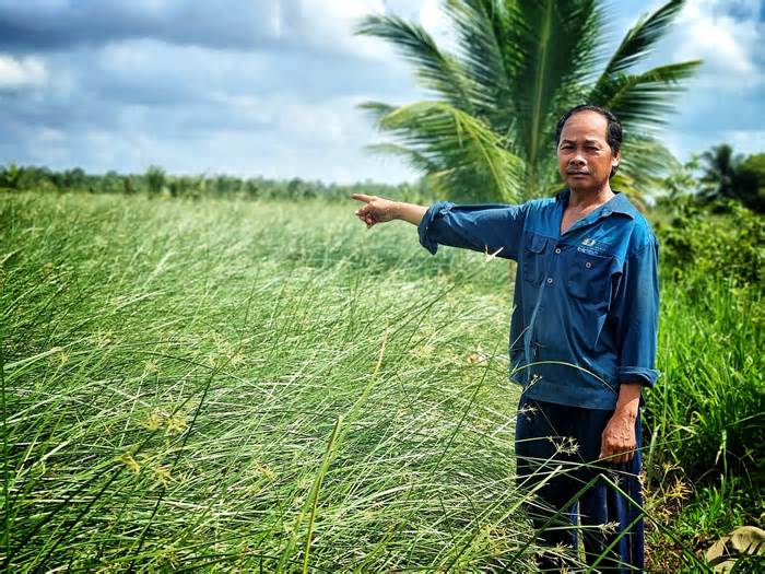 Nhiều nông dân ở Trà Vinh thoát nghèo nhờ cây lác