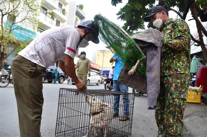 Buộc đăng ký nuôi chó, mèo giúp dễ phạt chủ nuôi vi phạm