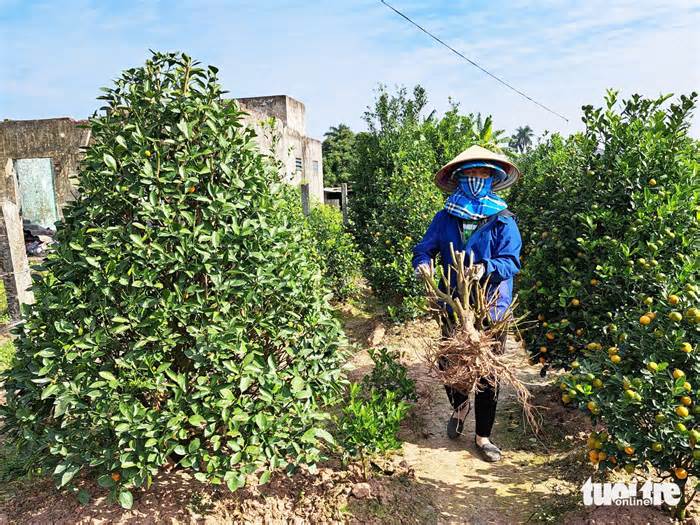 Ảm đạm ‘thủ phủ’ quất Tết ở Thái Bình vì quả rụng như sung