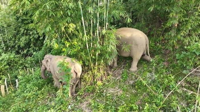 Thêm một con voi chết, đàn voi Nghệ An đã ít ngày càng giảm sút