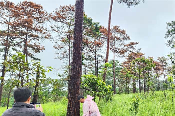 Hơn 250 cây thông ba lá hàng chục năm tuổi ở Lâm Đồng bị hạ độc