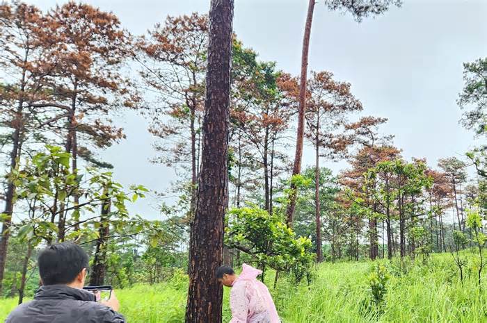 Sau vụ đổ chất độc hại thông ba lá, chính quyền lập tổ tuần tra