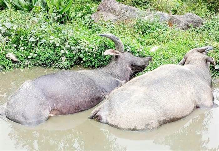 Đi bừa ruộng trong đêm, một người bị sét đánh chết